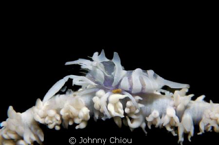 Zanzibar Shrimp can be found on sea whips aka Whip coral ... by Johnny Chiou 
