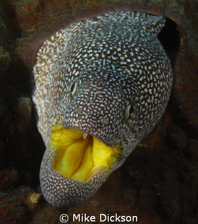 Yellow mouth moray. Also named jewelled or starry moray. ... by Mike Dickson 