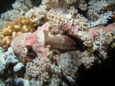 Pink Scorpionfish among pulsating Xenia
Puerto Galera, P... by Alex Matsumoto 
