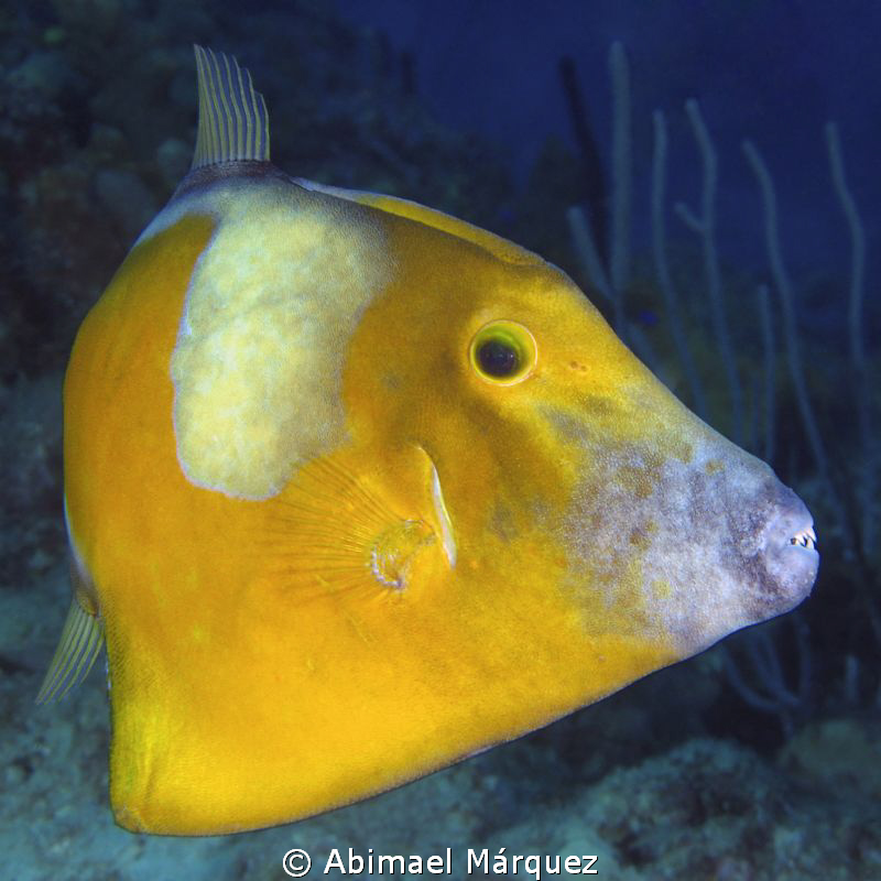 Whitespotted Filefish by Abimael Márquez 