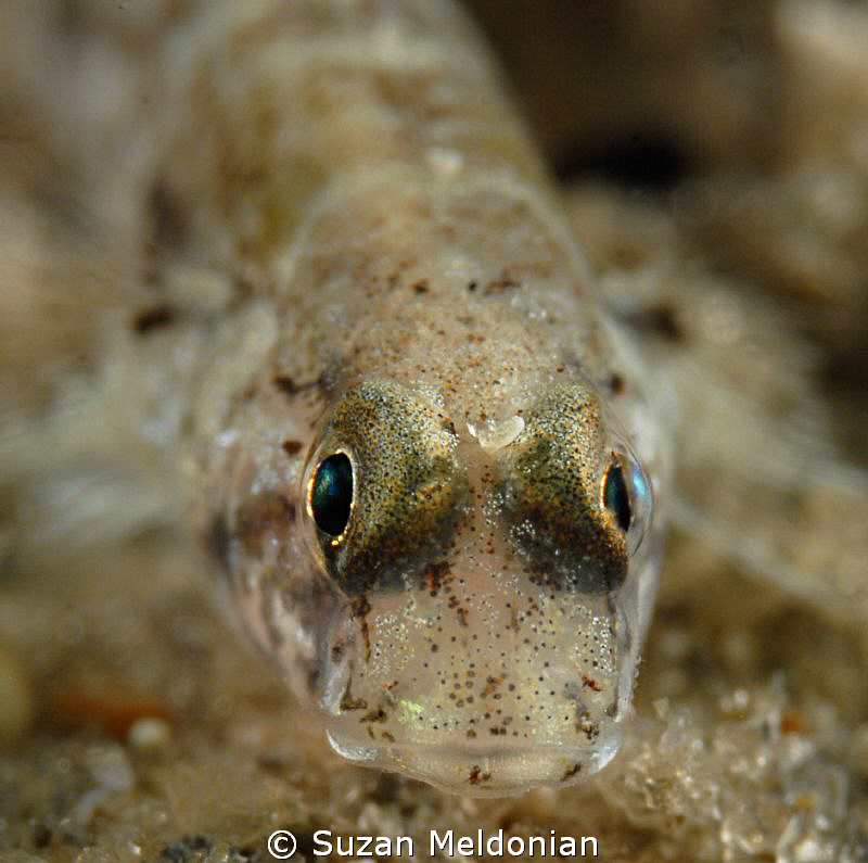 Colon Goby admiring his reflection. by Suzan Meldonian 