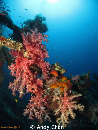 Tulamben Shipwreck - Bali
Canon S95 + UWL 04_Fisheye Len... by Andy Chan 