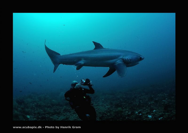 Diver Filming Thresher Shark at Monad Shoals by Henrik Gram Rasmussen 