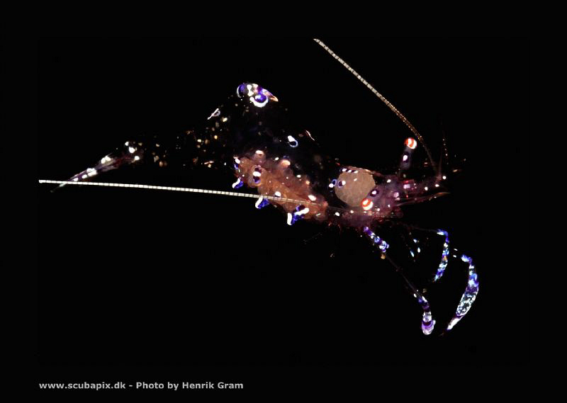 Shrimp dancing by Henrik Gram Rasmussen 