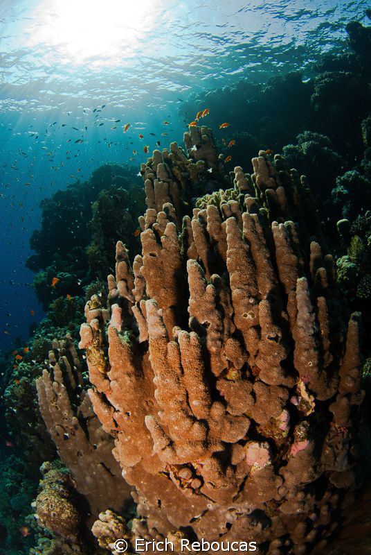 Pillar Corals by Erich Reboucas 