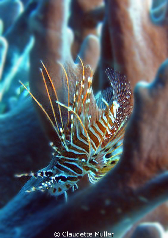 "Hide and Seek"!
Lion fish hiding amongst the coral in L... by Claudette Muller 