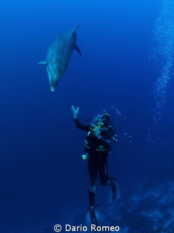 Dolphin and UW photographer (Tursiops truncatus).
The Di... by Dario Romeo 