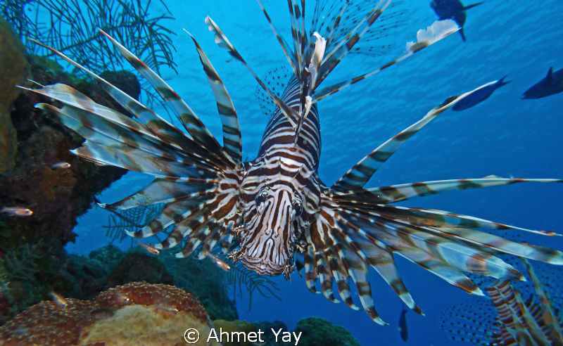 lion fish by Ahmet Yay 
