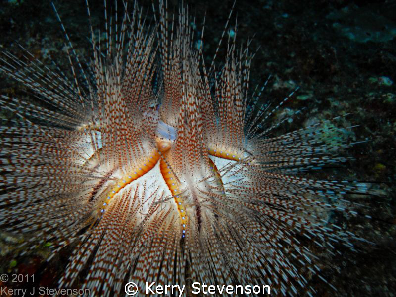 Blue-Spotted Urchin, very rare in the Hawaiian Islands.  ... by Kerry Stevenson 