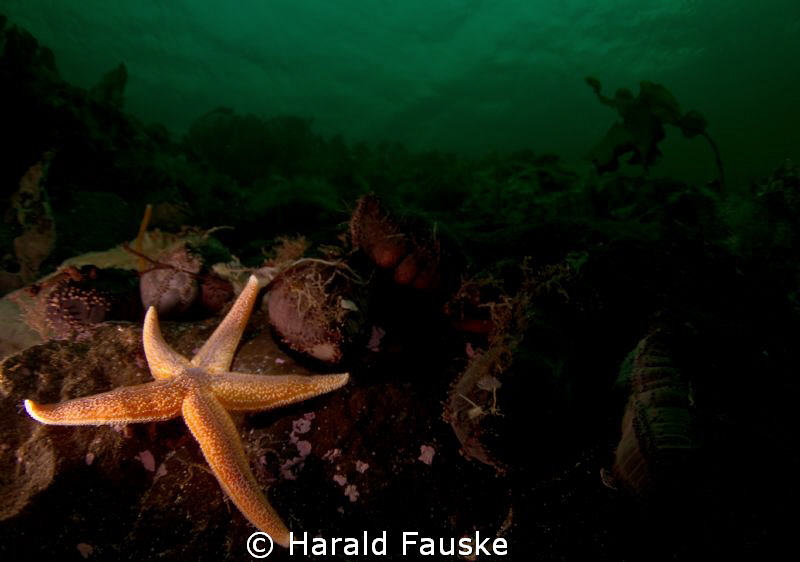 colourful seastar in the dark fjord by Harald Fauske 