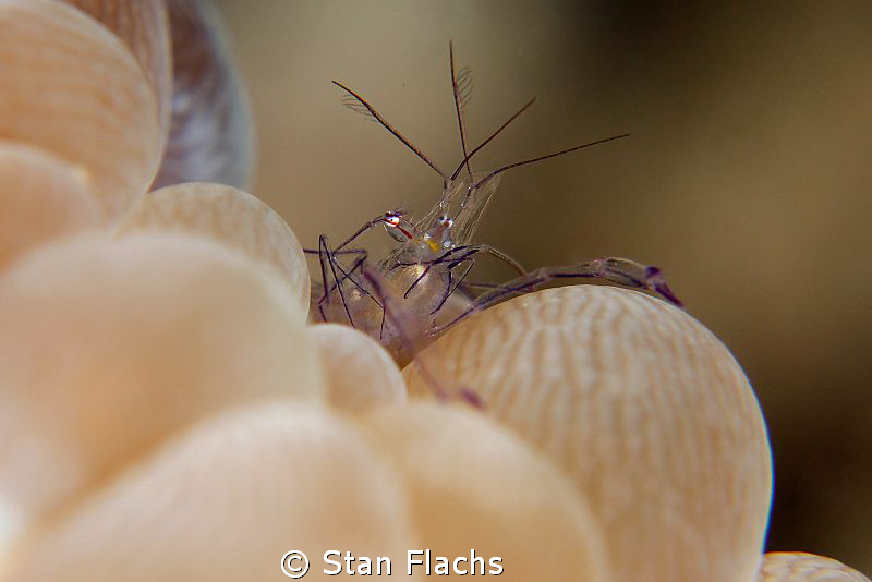 Bubble shrimp by Stan Flachs 