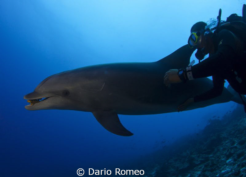 Dolphin and diver (Tursiops truncatus)
The bottlenose is... by Dario Romeo 