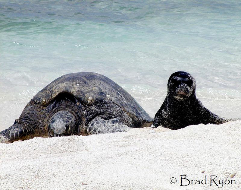 Hawaiian Monk seal hanging out with a Green turtle by Brad Ryon 