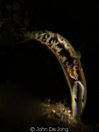 Snoot close up of a mussel, last weekend. by John De Jong 