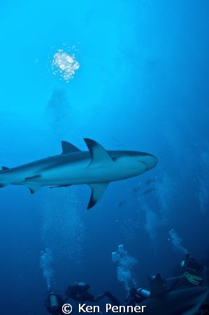 Caribbean Reef Shark Roatan, Honduras by Ken Penner 
