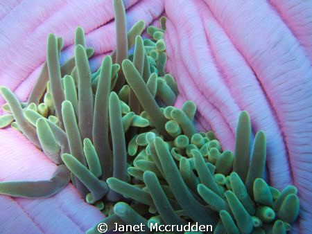 A different view of an anemone... by Janet Mccrudden 