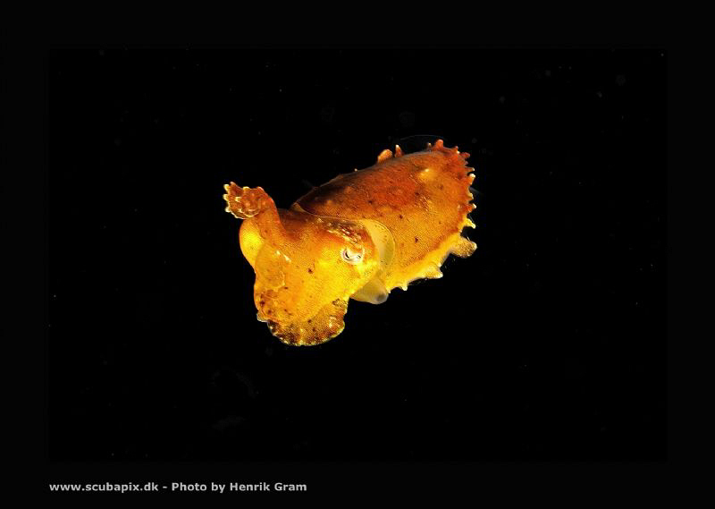Tiny Squid in the night :) by Henrik Gram Rasmussen 