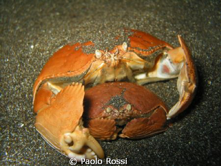 Two crabs mating in the Manado area by Paolo Rossi 