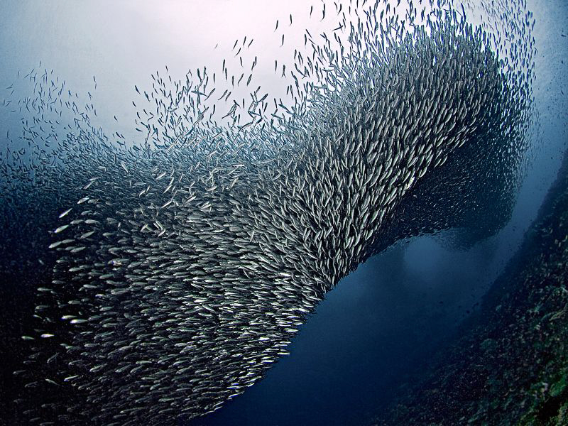 "Sardines at Pescador Island" by Henry Jager 