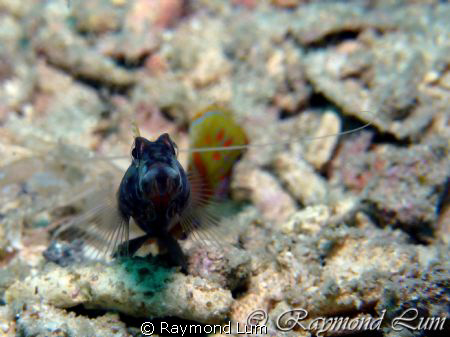 This Shrimp Goby was waiting for his photo shoots one aft... by Raymond Lum 