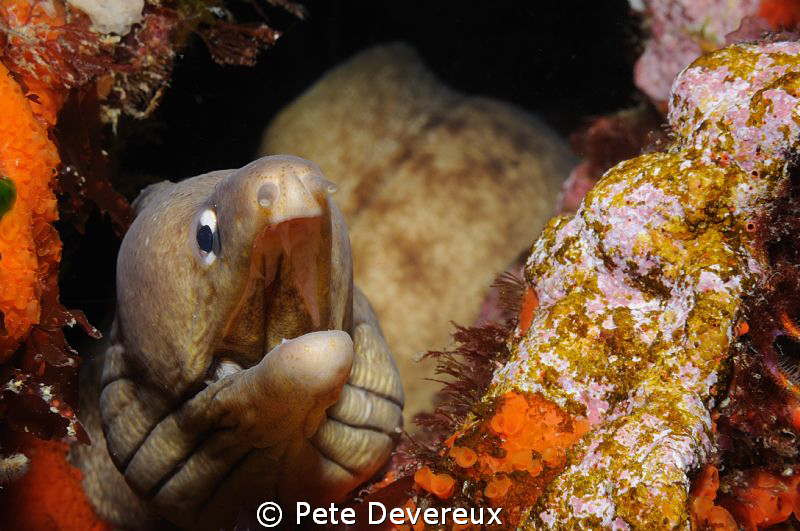 Simple shot of Grey Moray Eel that I had a chat to at the... by Pete Devereux 