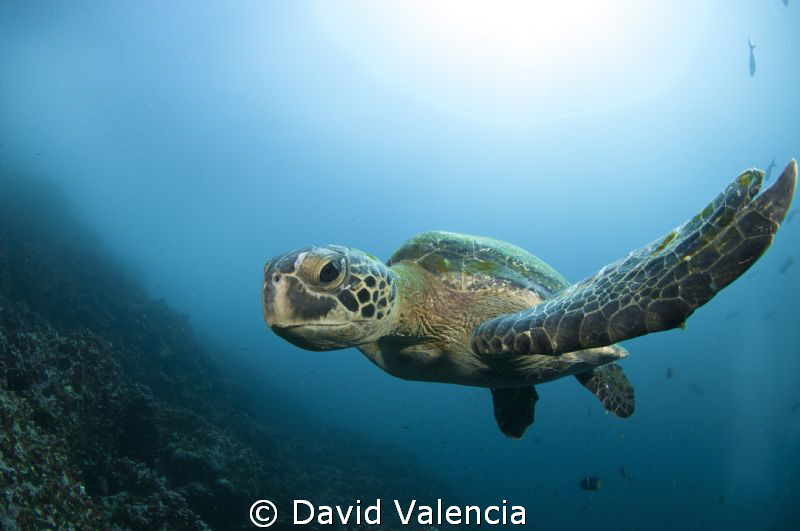 Green sea turtle shot up close with fish eye 10-17mm tokina. by David Valencia 