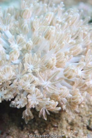 Soft Coral by Elizabeth Ehrlich 