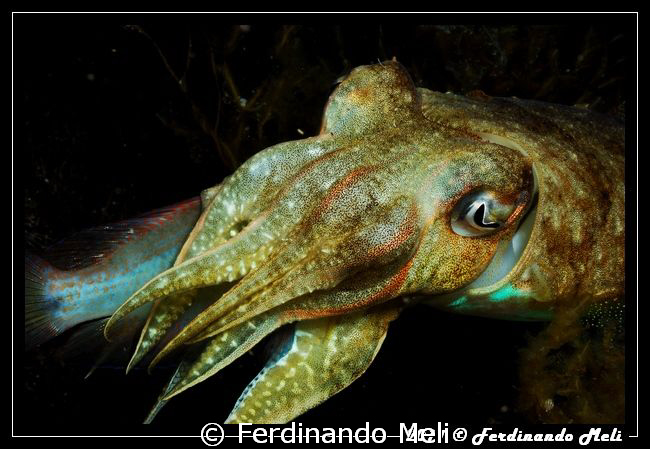 Hunting of cuttlefish. by Ferdinando Meli 