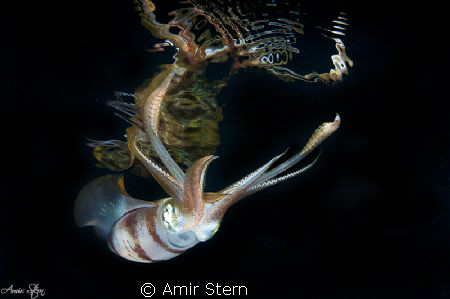 Squid with reflection . by Amir Stern 