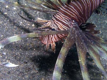 Lionfish.
Lembeh straights. C-5050 with external strobe. by Yves Antoniazzo 