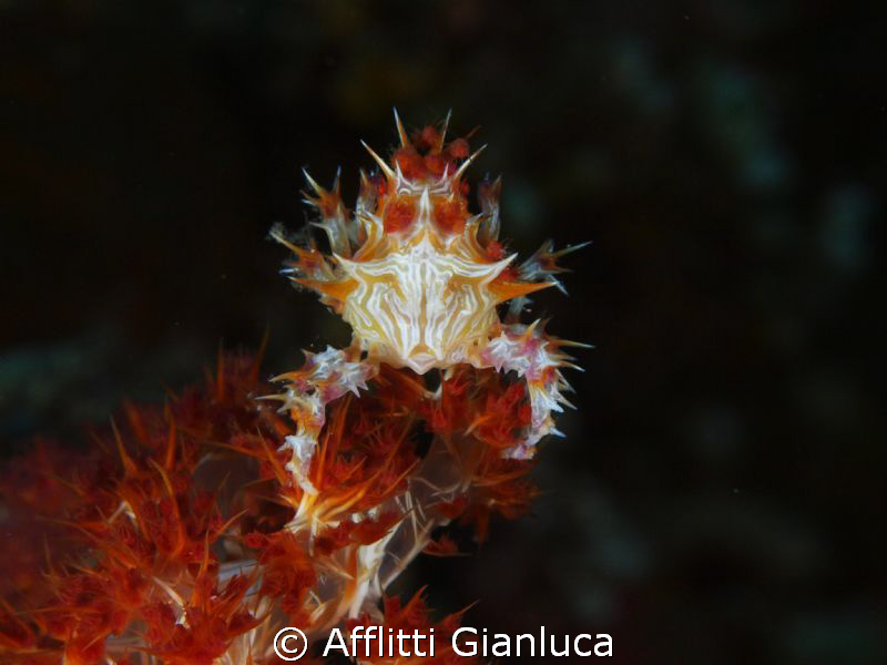 soft coral crab by Afflitti Gianluca 