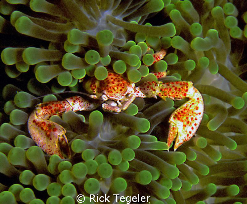Porcelin crab.  Enjoy! by Rick Tegeler 