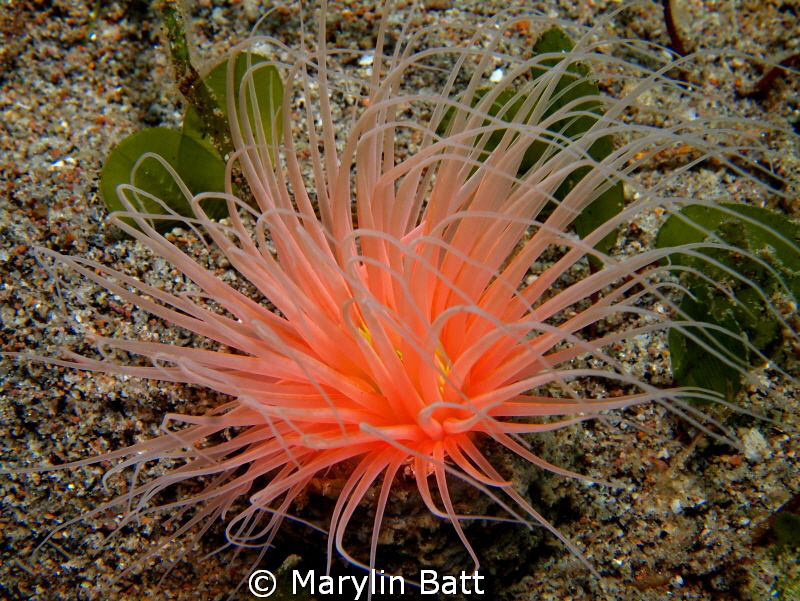 Irridescent tube anemone by Marylin Batt 