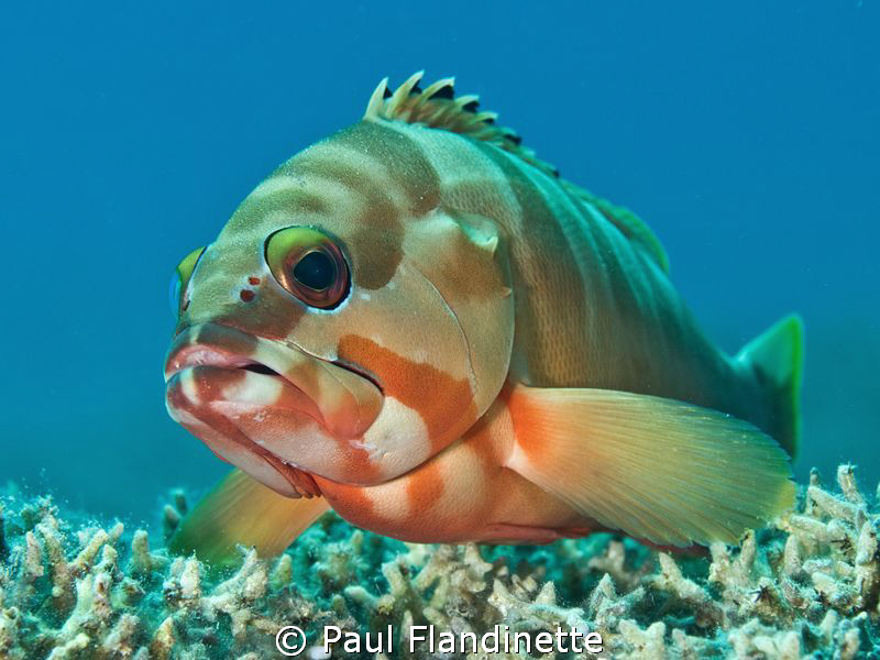 I stayed with this Blacktip grouper for quite a while as ... by Paul Flandinette 