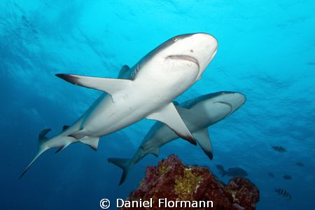 shark pair by Daniel Flormann 