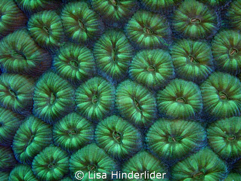 Some corals look just as beautiful closed up as they are ... by Lisa Hinderlider 