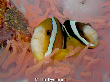 Orange Fin Anemone fish cleaning station somewhere in Palau. by Lin Dysinger 