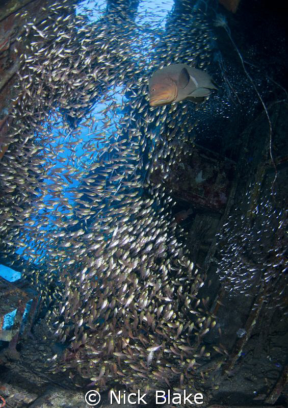 Glass fish congregate inside the cabin of a yacht wreck, ... by Nick Blake 