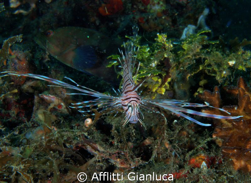 lion fish by Afflitti Gianluca 