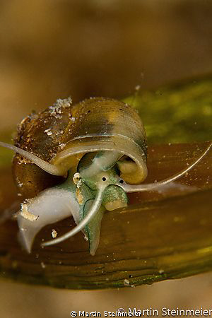 Freshwater Snale, 1cm big or small...... by Martin Steinmeier 