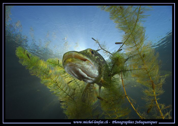 Pike Fish in the sun light... :O)... by Michel Lonfat 