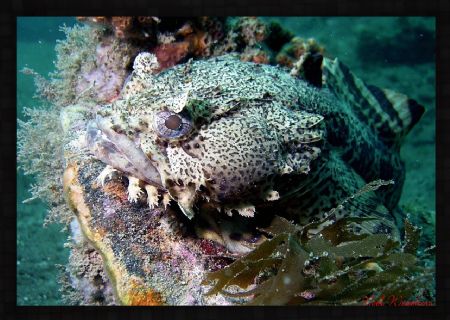 Toadfish: Took this one off the coast of North Carolina. by Noel Weathers 