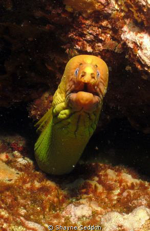 this is a photo taken of a Yellow Moray up close. by Shayne Seddon 