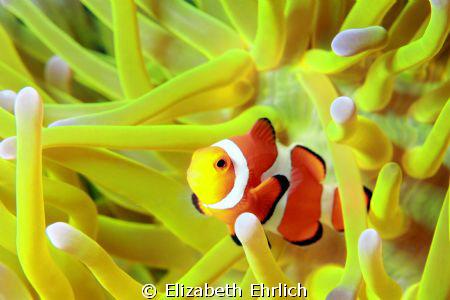 Clownfish by Elizabeth Ehrlich 