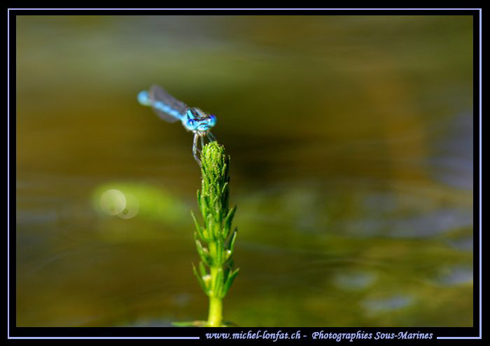 Little Dragonfly at the end of a dive... :O).. by Michel Lonfat 