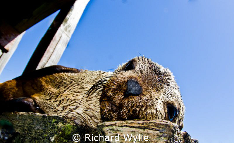 Australian fur seal relaxing. by Richard Wylie 