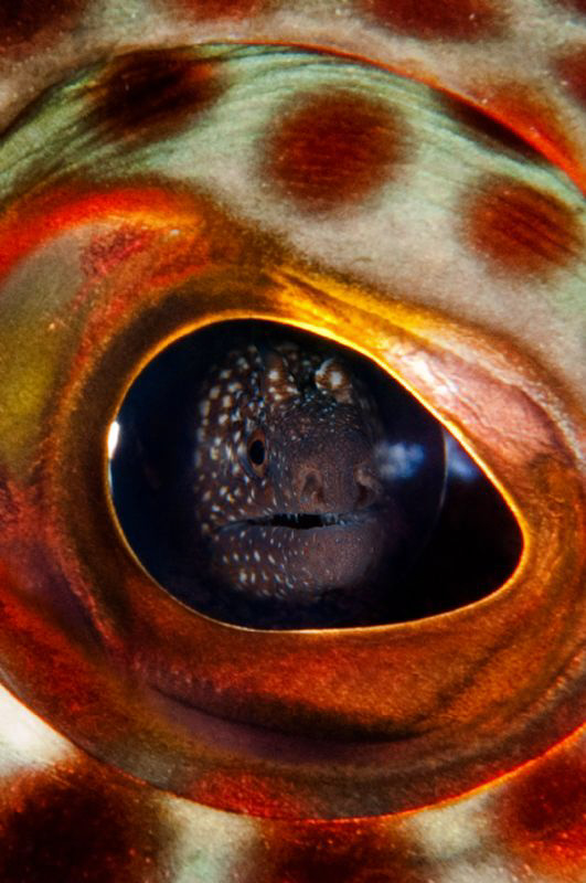 In the eye of the beholder: Ascension Island Grouper eyeb... by Paul Colley 