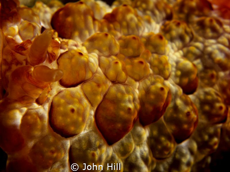 Bit of an abstract nudi.  Very colourful underwater, almo... by John Hill 
