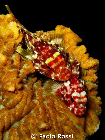 Sebastapistes cyanostigma - Yellow-spotted scorpionfish
... by Paolo Rossi 