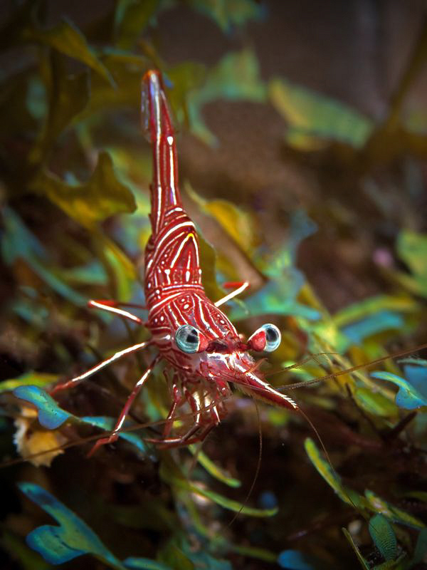 Hinge-back Shrimp, Tulamben by Doug Anderson 